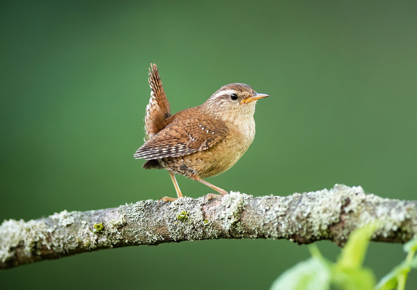 Ein Zaunkönig sitzt mit aufgestelltem Schwanz auf einem mit Flechten bewachsenen Ast. Der Zaunkönig schmettert seinen Gesang laut in die Welt, mit Trillern und Rollern, bis der Gesang abrupt endet. (Foto: WildMedia/stock.adobe.com) 