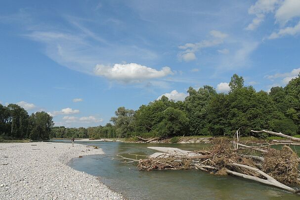 Ein Fluss mit großen Kiesbänken, viel Schwemmholz, an den Ufern wächst Wald (Foto: Christine Margraf)