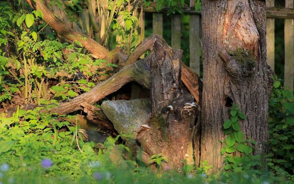 Igelschutz im Garten: eine wilde Gartenecke mit Totholz und hohem Gras.