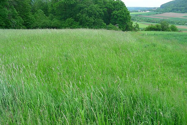 Eine artenarme Wiese ohne Wildblumen- oder kräuter (Foto: Inge Steidl