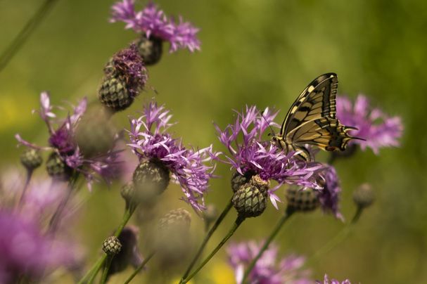 Schwalbenschwanz auf Skabiosen-Flockenblume