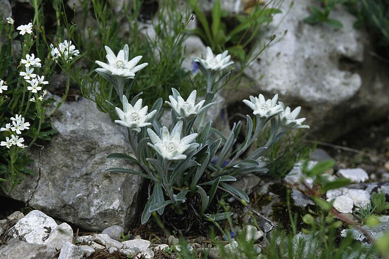Ein Alpen-Edelweiß mit mehreren Blüten wächst im Schutz von Steinen: Viele Alpenpflanzen sind gefährdet!