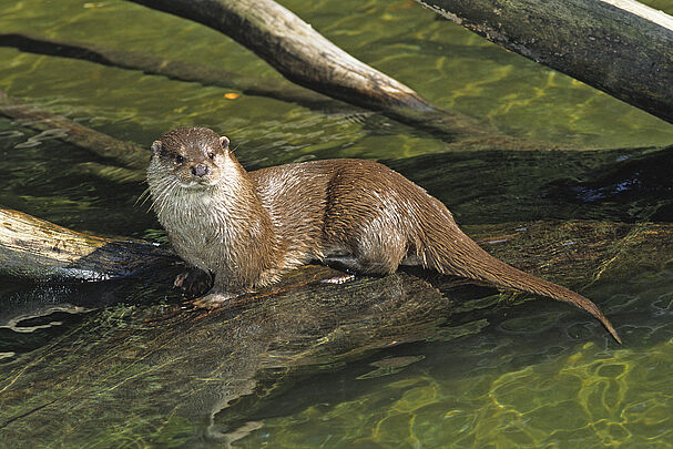 Fischotter auf einem Stamm im Wasser (Foto: Wolfgang Willner)