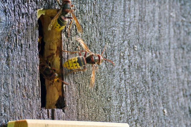 Hornisse am Flugloch