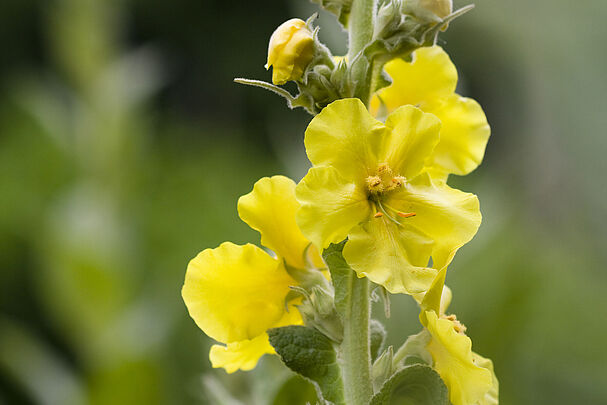 Eine Pflanze mit gelben Blüten. Eine Königskerze ist in jedem Sandgarten ein Hingucker. (Foto: Eva Gruendemann/stock.adobe.com)