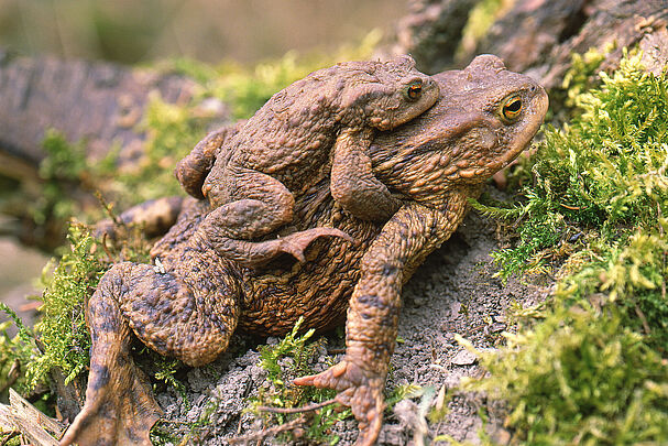 Erdkröten bei der Paarung (Foto: Wolfgang Willner)