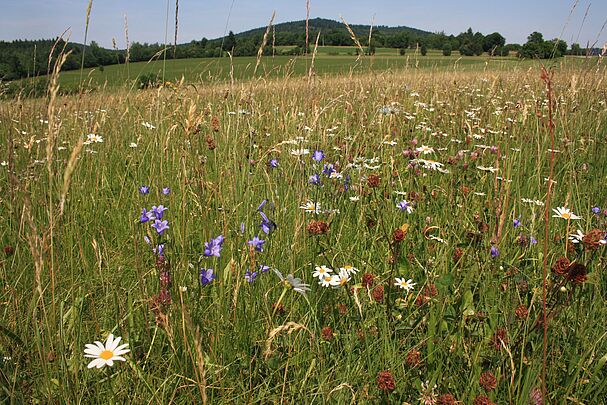 Wiese mit vielen Wildblumen