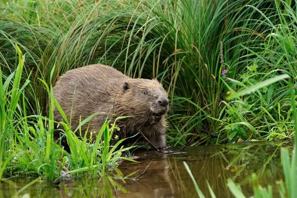 Biber_Foto_Berit_Arendt_BN