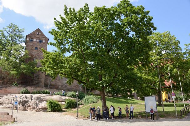 Stadtbäume in Nürnberg, Foto: Thomas Stephan