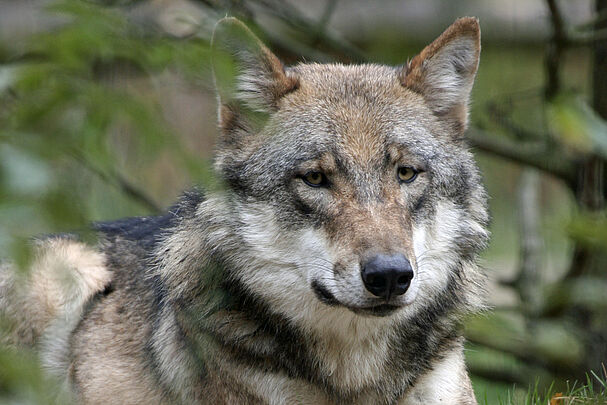 Ein Wolf schaut in die Kamera. (Foto: Möthrath/fotolia.com) 