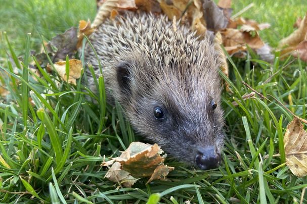 Jungigel im Garten (Foto: Martina Gehret) Jungigel im Garten