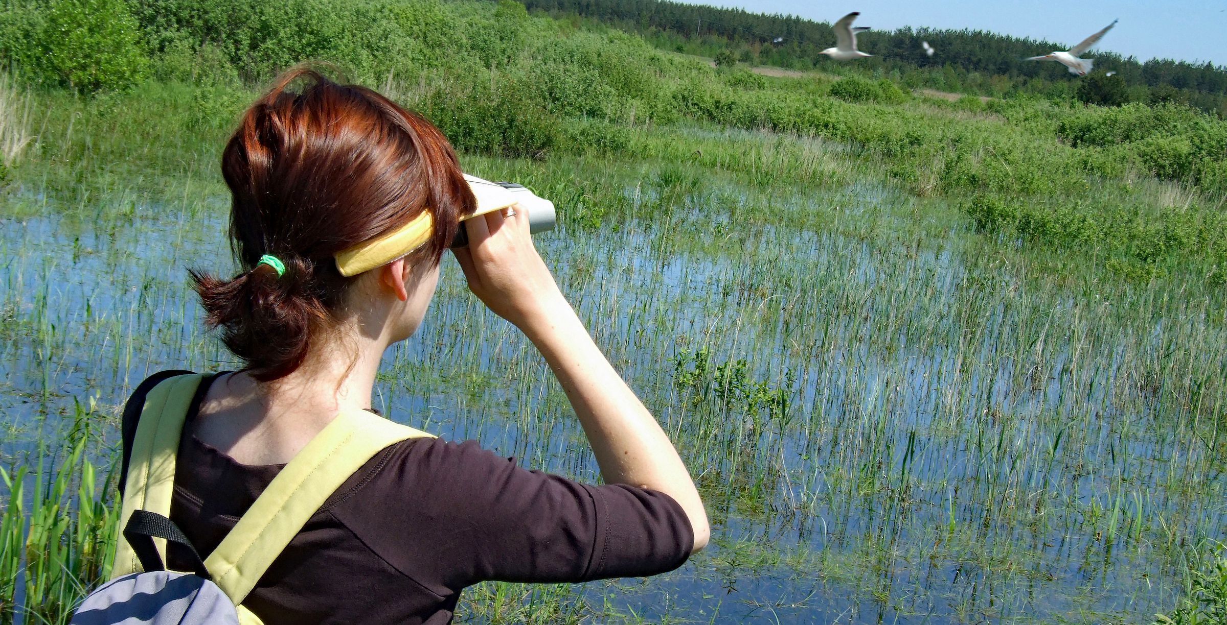 ADEBAR Brutvogelatlas: EIne Frau beobachtet mit einem Fernglas Vögel (Foto: emberiza/stock.adobe.com)