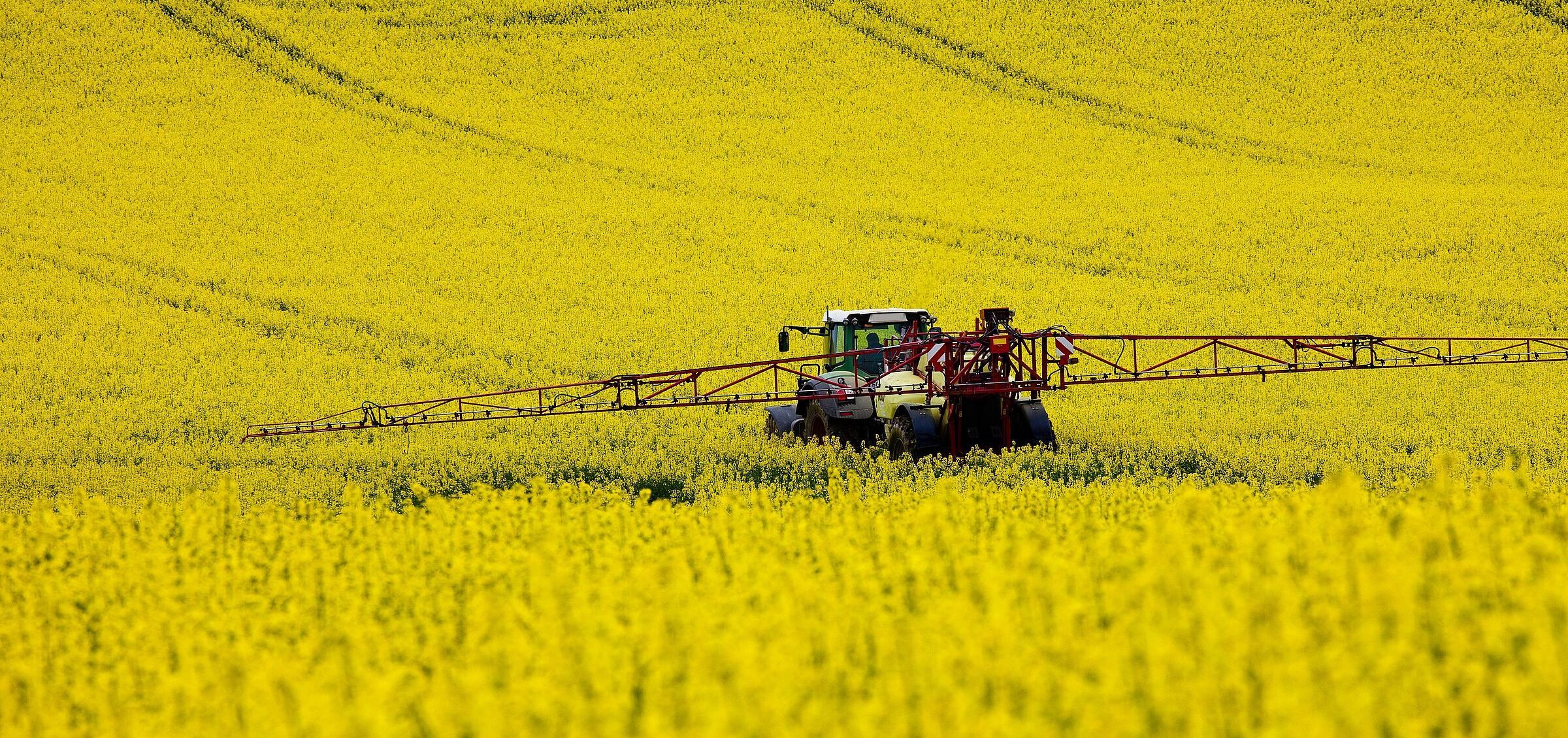Ein Traktor im Rapsfeld: Hierzulande wird Biodiesel vorwiegend aus konventionell angebautem Raps gewonnen. (Foto: Tilo Grellmann / stock.adobe.com)