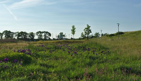 Eine Blumenwiese, die in einer Versickerungsmulde entstanden ist
