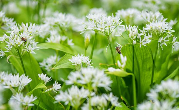 Das Foto zeigt mehrere Bärlauchpflanzen, die auf Höhe der weißen Blüten fotografiert wurden und auf denen zwei Bienen sitzen.