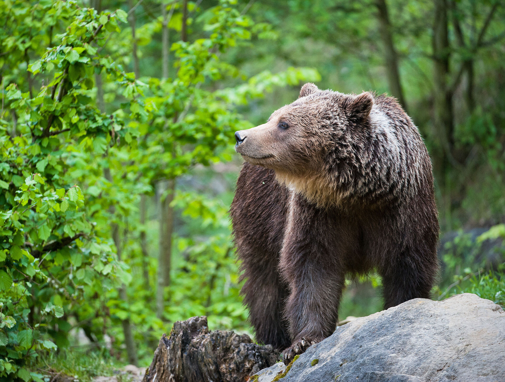 Ein ins Profil gewendeter Braunbär steht auf einem Felsvorsprung im Wald. Für eine dauerhafte Ansiedlung eignet sich vor allem der Lebensraum der bayerisch-österreichischen Alpen (Karwendel, Ammergebirge, Nationalpark Berchtesgaden) sowie das bayerisches-böhmische Grenzgebirge mit seinen großflächigen Waldgebieten. (Foto: Peter Wey/stock.adobe.com)
