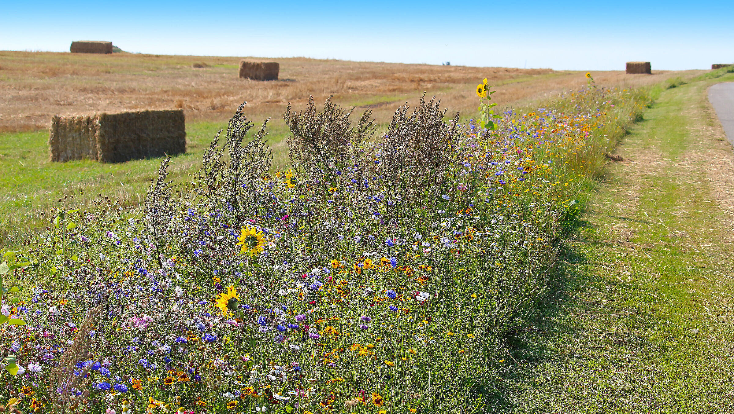 Foto: Ines Porade/stock.adobe.com Ein bunter Blühstreifen mit vielen Blumen vor abgemähtem Feld mit Strohballen (Foto: Ines Porada/stock.adobe.com)