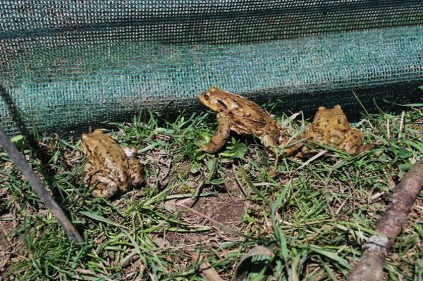 Erdkröten am Zaun, Heide Frobel
