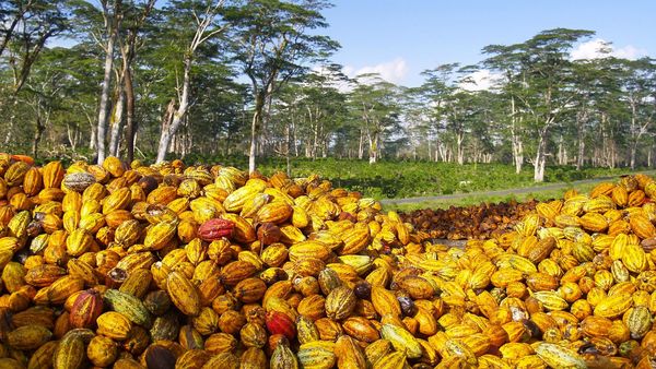 Kakaofrüchte auf einer Kakaoplantage: Infos und Checkliste für nachhaltige Schokolade