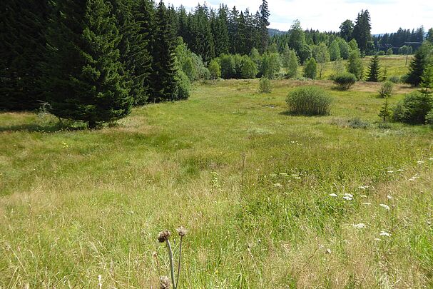 Eine Wiese mit eingestreuten Bäumen und Sträuchern und einem Waldrand. (Foto: BUND Fachbereich Grünes Band) 