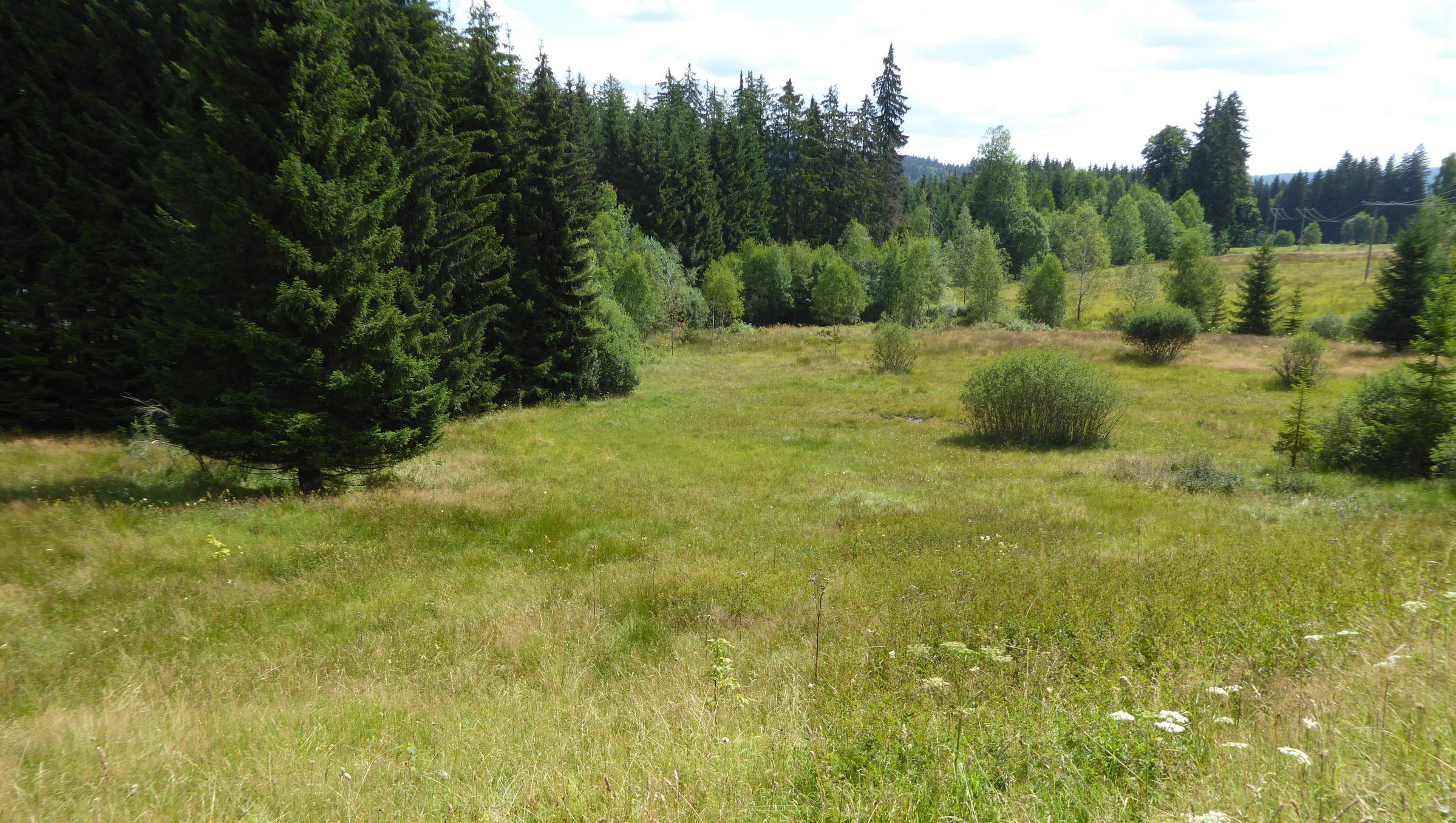 Eine Wiese mit eingestreuten Bäumen und Sträuchern und einem Waldrand. Solche Landschaften sollen im Projekt "Quervernetzung" Grünes Band vernetzt werden. (Foto: BUND Fachbereich Grünes Band) 
