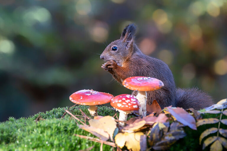 Ein fressendes braunes Eichhörnchen sitzt hinter drei Fliegenpilzen. Eichhörnchen können giftige Pilze problemlos verdauen. (Foto: Albert Beukhof/stock.adobe.com)