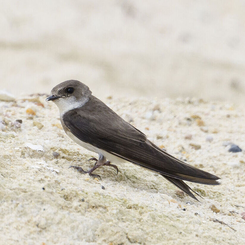 Eine Uferschwalbe sitzt im Sand, die Flügel angelegt. 