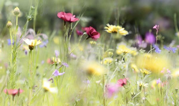 Lebensraum Garten: Wildblumenwiese mit roten, blauen und gelben Blüten (Foto: bittedankeschön/stock.adobe.com)