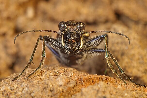 Ein Käfer mit langen Fühlern, zwei Zangen und großen Augen von vorne. (Foto: Andreas Niedling)