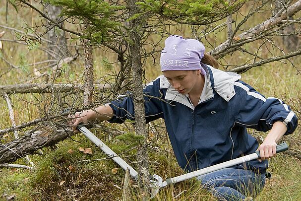 Eine junge Frau mit einem lilafarbenen Tuch auf dem Kopf und einem blau-weißen Anorak schneidet eine Fichte mit einer großen Zange ab. (Foto: Thomas Stephan)