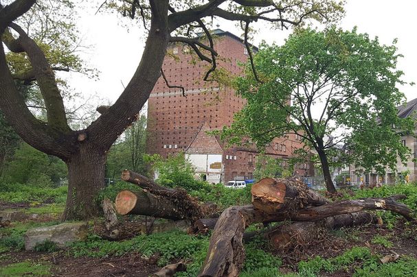 Wolfsgruber Mühle Fürth Baumfällung