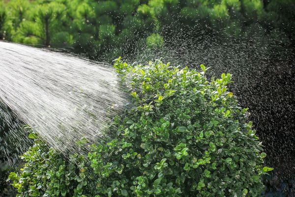 Buchsbaumzünsler bekämpfen: Die Raupen und Eier lassen sich gut mit einem Gartenschlauch abspritzen (Foto: Marina Lohrbach/stock.adobe.com).