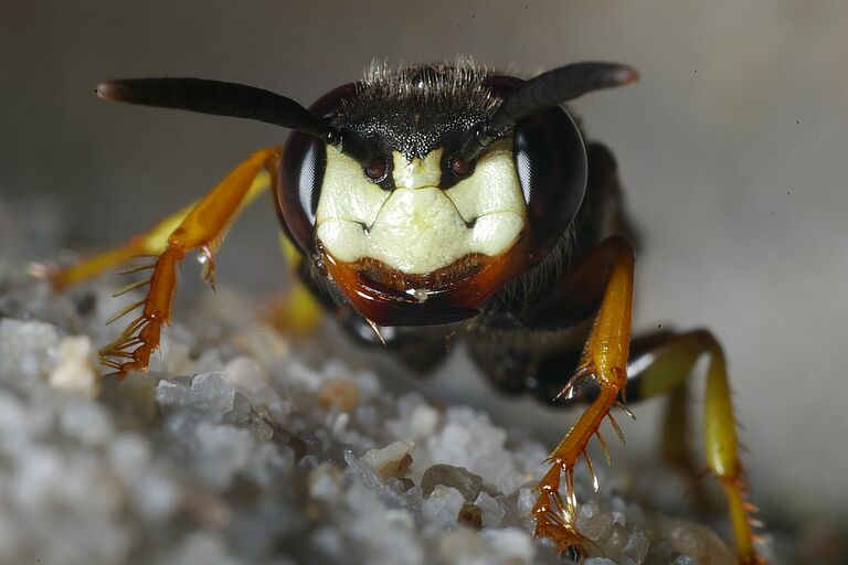 Ein braunes Insekt mit einer weißen Gesichtsmaske. Der Bienenwolf gehört zu den Tieren, die im Sand leben. (Foto: Andreas Niedling)
