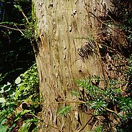 Blick einen Eibenstamm hinauf, gut sichtbar die schuppige Rinde. Im Schatten ihrer schnellwüchsi- gen und lichthungrigen Kollegen kann die Eibe Jahre und Jahrzehnte ausharren. (Foto: Wolfgang Willner)