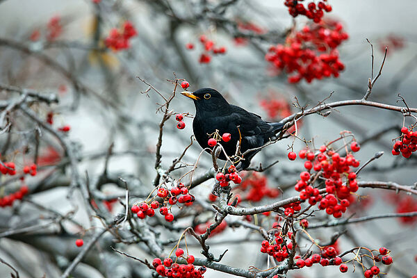 Heimische Laubbäume im Naturgarten: Eine schwarze Amsel sitzt zwischen roten Vogelbeeren, der Hintergrund ist winterlich grau.