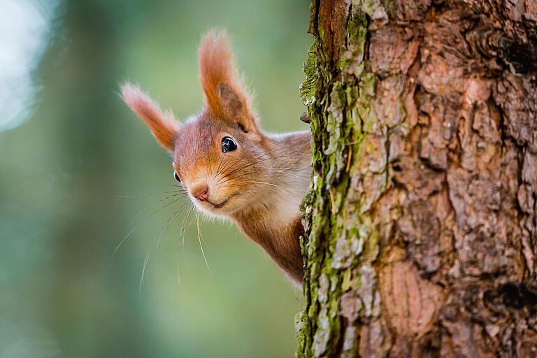 Ein Eichhörnchen blickt hinter einem Baumstamm hervor in die Kamera. Eichhörnchen brauchen alte Bäume als Rückzugsort und Nahrungsgrundlage. (Foto: VOJTa Herout/stock.adobe.com) 