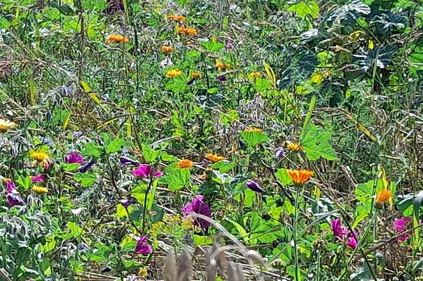 Blühfläche in der Landwirtschaft