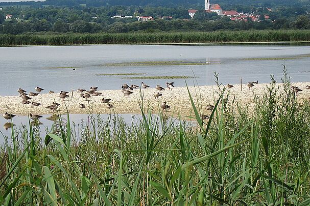 Die gerettete Ammersee-Südspitze mit Vögeln auf einer Kiesbank, im Hintergrund ein Dorf mit einer großen Kirche. Dank BN ist die Ammersee-Südspitze ein Vogelparadies (Foto: hofbauer-birding.de