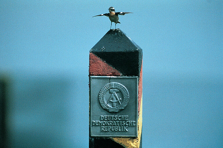 Ein Vogel sitzt mit ausgebreiteten Flügeln auf einem schwarz-rot-gold angemalten Grenzpfahl mit einer Plakette. Am Grünen Band fühlen sich seltene Arten, wie dieses Braunkehlchen wohl. (Foto: BN)