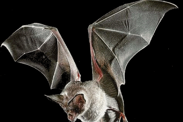 b fledermaus