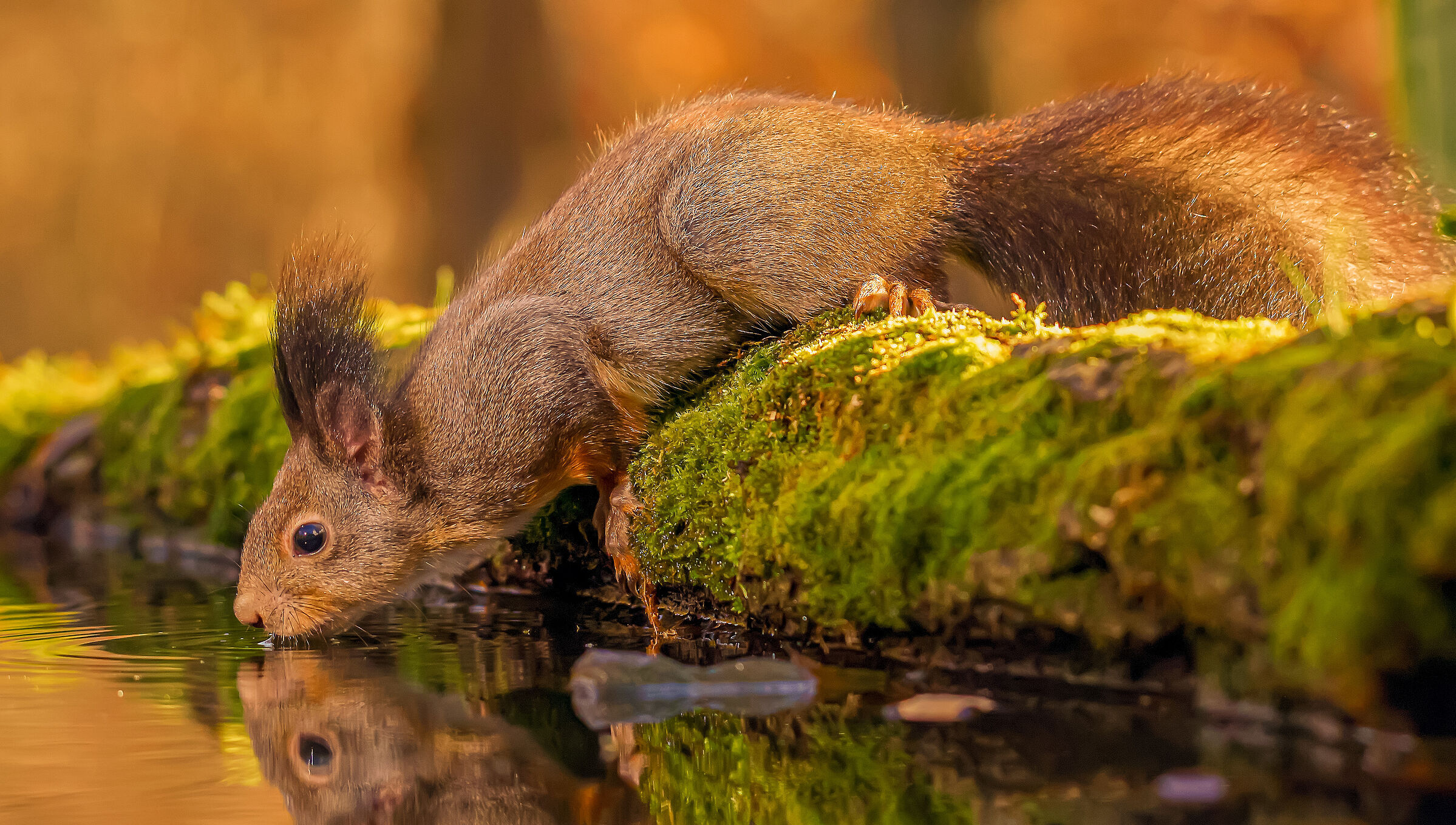 Ein rotes Eichhörnchen beugt sich über einen bemoosten Baumstamm hinunter zu einer Wasserstelle und trinkt. Besonders in den Städten benötigen Eichhörnchen manchmal ein klein wenig Unterstützung, denn dort mangelt es oft an Nahrung, Wasser und geeigneten Nistplätzen. (Foto: GezaKurkaPhotos/stock.adobe.com)