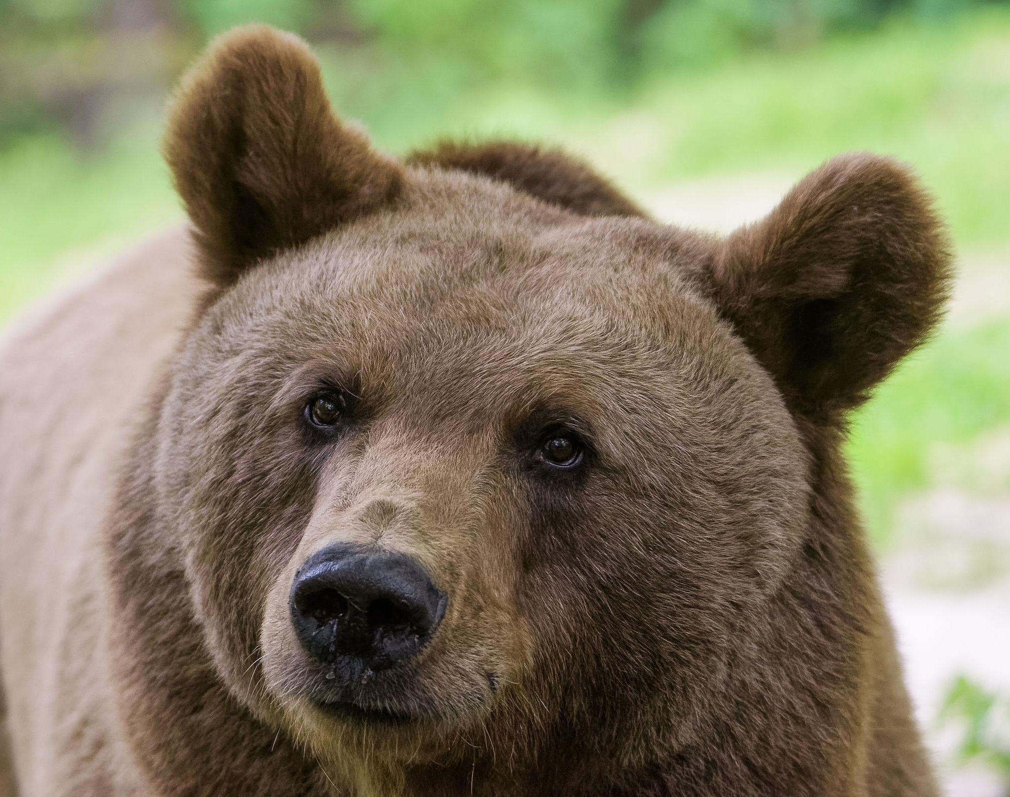 Nahaufnahme eines Braunbärenkopfes mit runden abstehenden Ohren. Der Braunbär verfügt über ein sehr gutes Gehör. (Foto: Thorsten Spoerlein/stock.adobe.com) 