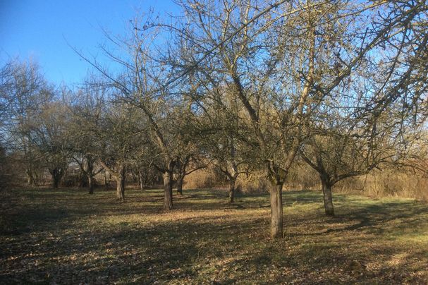 Streuobstwiese in Gundelfingen, Foto Erich Völke