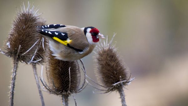 Ein Stieglitz sitzt auf dem verblühten Kopf eines Pflanzenstängels.