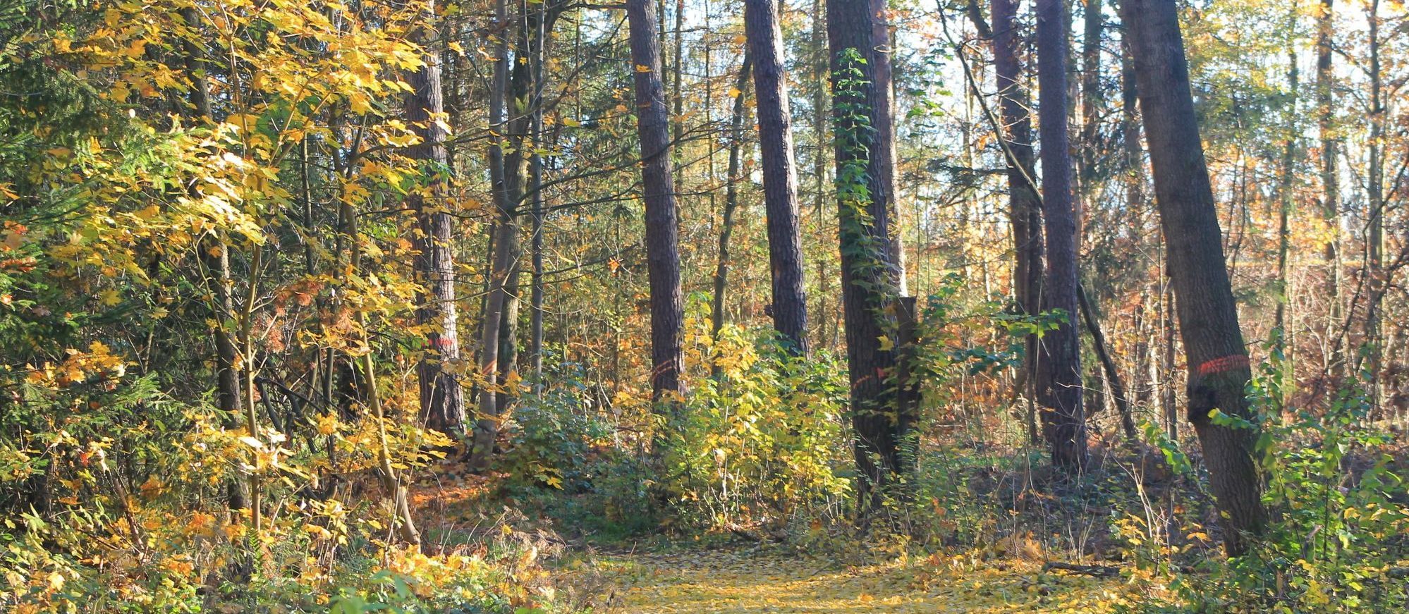 Ein Waldweg im Herbst (Foto: Tobias Erras)