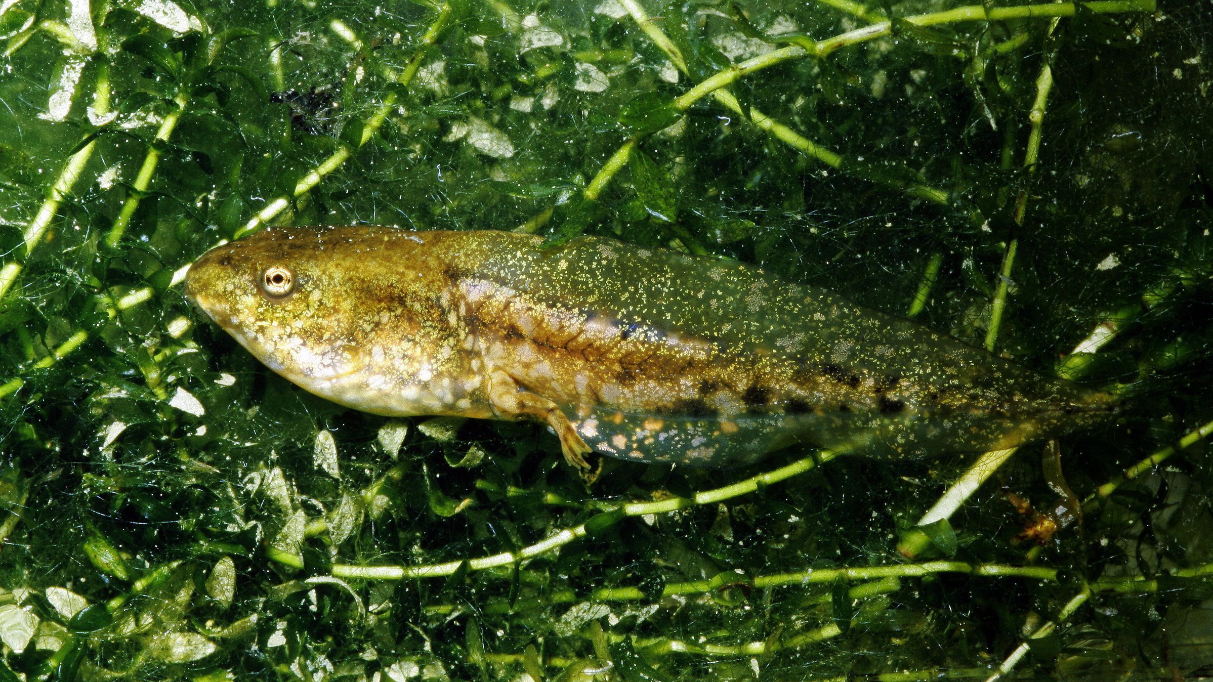 Seefroschkaulquappe mit gerade entstehendem Bein (Foto: Wolfgang Willner)