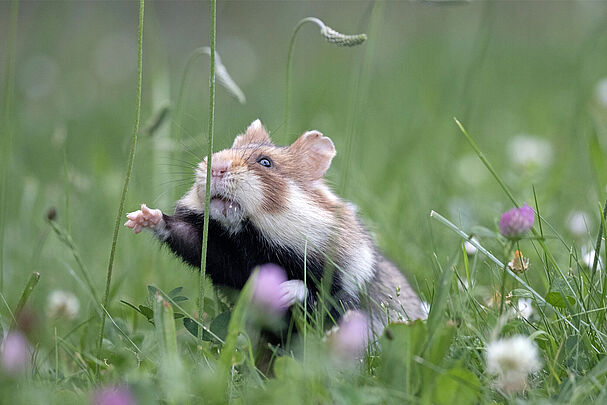 Ein Feldhamster greift auf einer Wiese nach einem Grashalm. (Foto: Sonja Kreil)