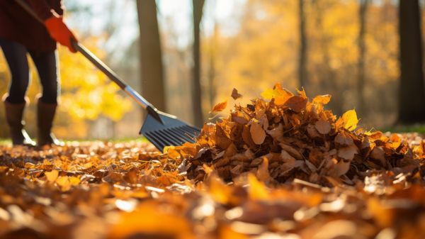 Eine Frau kehrt mit einer Harke gelbbraune Blätter zu einem Haufen zusammen.