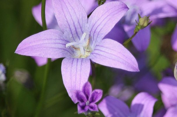 Wiesen-Glockenblume (Campanula patula)