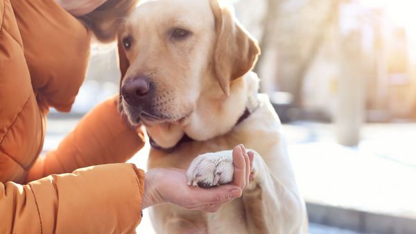 Eine Frau hält die Pfote eines unglücklich schauenden Hundes in der Hand. Im Hintergrund liegt Schnee.